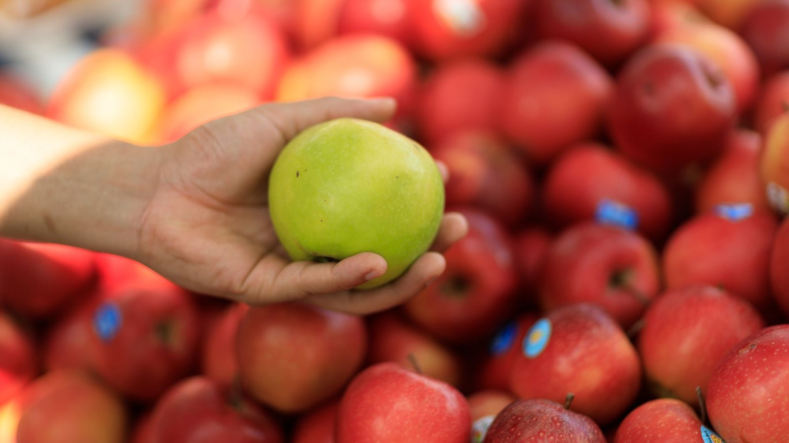 Foto: Matheus Bertelli / Pexels